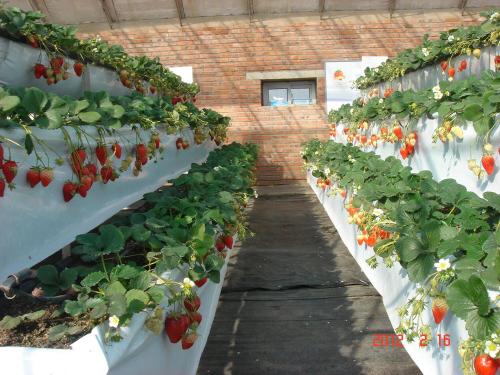 Ample Stock: Premium Hydroponic Growing System, Ingeniously Engineered